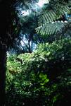 Tree Ferns, Waiheke Island, New Zealand