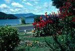 Road by Sea, Flowers, Coromandel, New Zealand