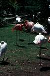 Zoo - Group of Flamingoes, Johannesburg, South Africa