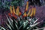 Zoo - Aloes, Johannesburg, South Africa