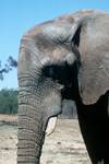 Zoo - Elephant Head, Johannesburg, South Africa