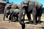 Zoo - Group of Elephants, Johannesburg, South Africa