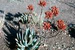 Aloes, Augrabies, South Africa