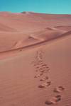 Footprints on Dune, Sossusvlei, Namibia