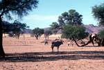 Group of Gemsbok, Namibia
