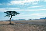 Desert & Tree, Namibia