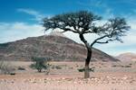 Desert, Rocky Hill & Tree, Namibia