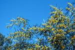 Mimosa Tree, Windhoek, Namibia
