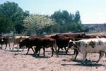 Cattle, Botswana