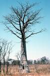 Baobab Tree, From Maun to Moremi, Botswana