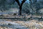 2 Impalas, From Maun to Moremi, Botswana