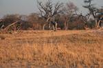 Impala, Moremi, Botswana