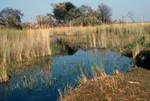 Pool with Reeds, Moremi National Park, Botswana