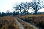 Golden Grass & Track, Moremi National Park, Botswana