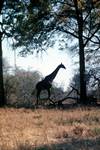 Giraffe Against Sky, Moremi National Park, Botswana