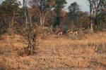 Impala, Moremi National Park, Botswana