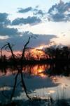 Sunset with Dead Tree, Moremi National Park, Botswana