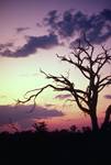 Afterglow with Dead Tree, Moremi National Park, Botswana