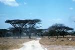 Flat Topped Thorn Trees, Between Moremi & Chobe National Park, Botswana