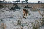Lioness, Chobe National Park, Botswana
