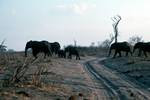 Elephant Crossing Road, Chobe National Park, Botswana