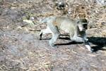 Vervet Monkey, Serondela, Botswana