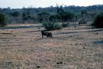 Warthog Grazing, Serondela, Botswana