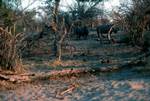 Rhinos in Bush, Serondela, Botswana