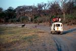 Sable Antelope, Baboons, Land Rover, Serondela, Botswana