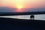 Chobe River, Sunset, Elephants, Serondela, Botswana