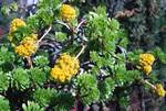 Yellow Flowers & Green Rosette of Leaves, Blandy Gardens, Madeira - Portugal