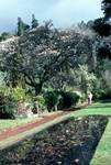 Pool & Magnolia Tree, Blandy Gardens, Madeira - Portugal