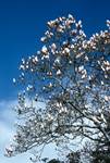 Magnolia Tree, Blandy Gardens, Madeira - Portugal