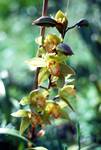 Yellow-Green Orchid, Blandy Gardens, Madeira - Portugal