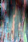 Forestry Research Institute - Colourful Bark of Eucalyptus, Dehra Dun, India