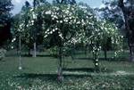Forestry Research Institute - Rose Trees (White), Dehra Dun, India