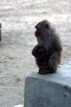 Jacko Hill - Monkeys, Simla, India