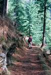 Path Through Woods, Sheela to Margi, India
