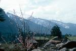 Blossom & View Down Valley, Manali, India