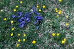 Spring Gentians & Buttercups, Val Gardena, Italy