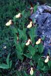 Group of Lady's Slipper Orchids, Near Pescosta, Italy