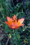 Orange Lily, Near Digonera, Italy