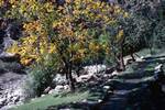 Rumboor - Autumn Leaves & Irrigation Channel, Kalash Valleys, Pakistan