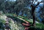 Path Through Olive Groves, Wild Garlic, Near Afissos, Greece
