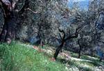 Olive Groves & Flowers, Near Afissos, Greece