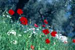 Red Poppies, Near Afissos, Greece