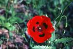 Red Poppy, Near Afissos, Greece