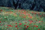 Poppies in Olive Grove, Afissos, Greece
