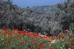 Poppies in Olive Groves, Near Afissos, Greece