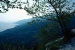 Mountain Road & Tree, Pelion Peninsular, Greece